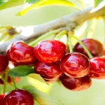 Kiraz İhracatında Hedef Büyüyor