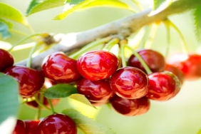 Kiraz İhracatında Hedef Büyüyor