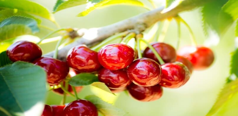 Kiraz İhracatında Hedef Büyüyor