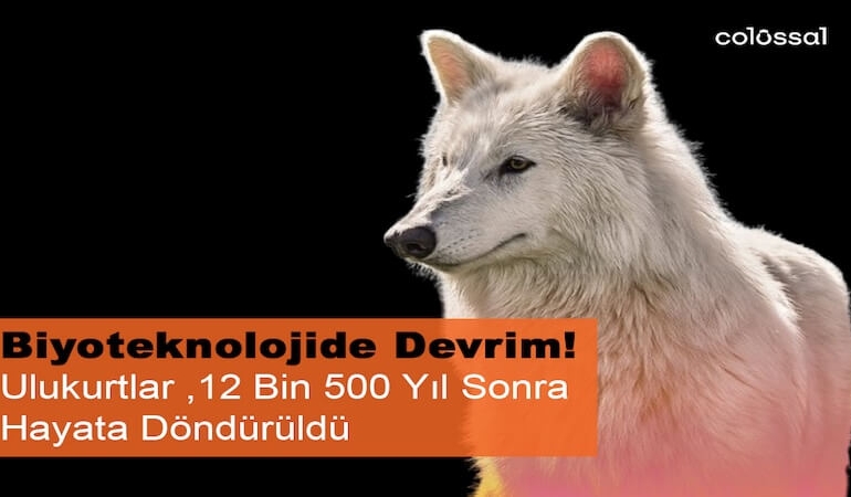 Nesli Tükenen Ulukurtlar 12 Bin Yıl Sonra Hayata Döndürüldü