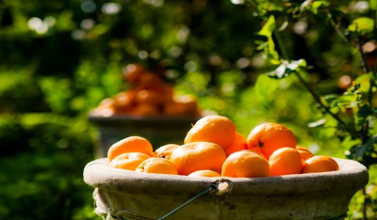 Ege Bölgesi Narenciye Rekoltesinde Sert Düşüş: Üretim Yüzde 34 Azaldı